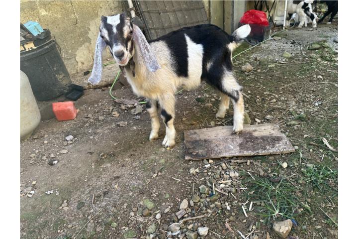 Pichón de cabro nuvian  Puerto Rico