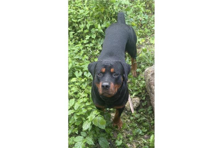 Rottweiler Adopción  Puerto Rico