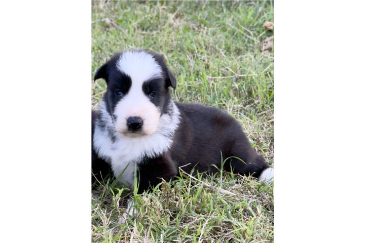 German Shepherd  Puerto Rico