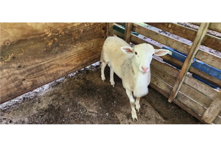 Ovejo katahdin  Puerto Rico