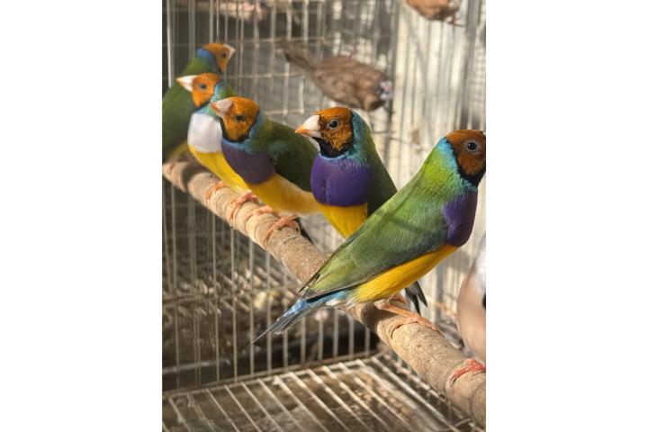 Gouldian desde $150 parejas en adelante Puerto Rico