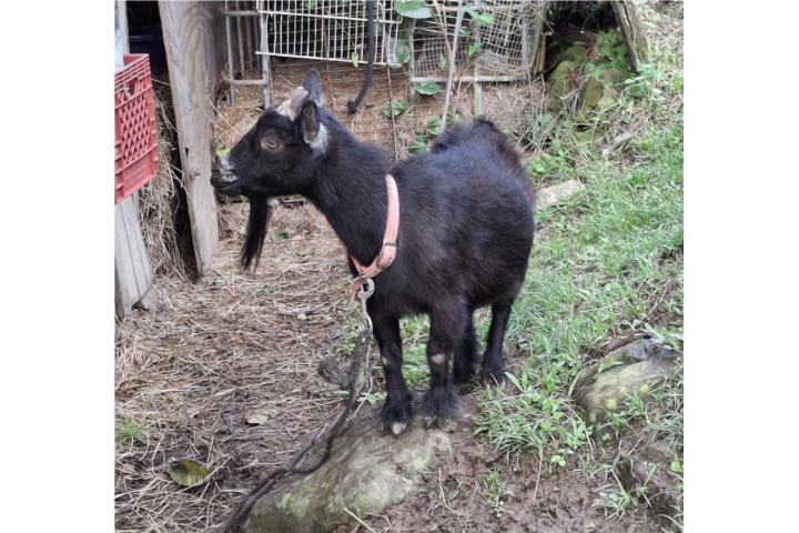 Cabra Enana Preña  Puerto Rico