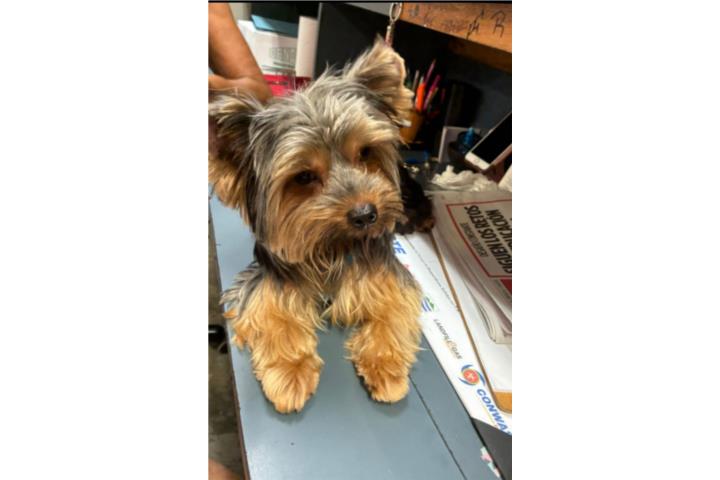 Yorkie Puerto Rico