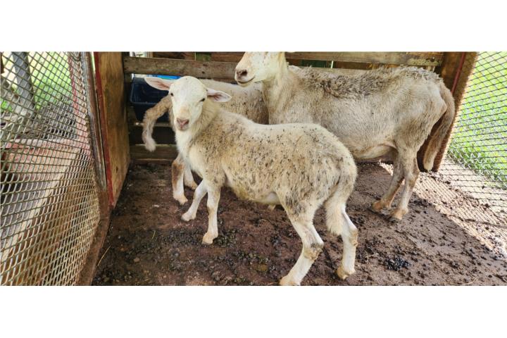 Dos ovejos  Puerto Rico