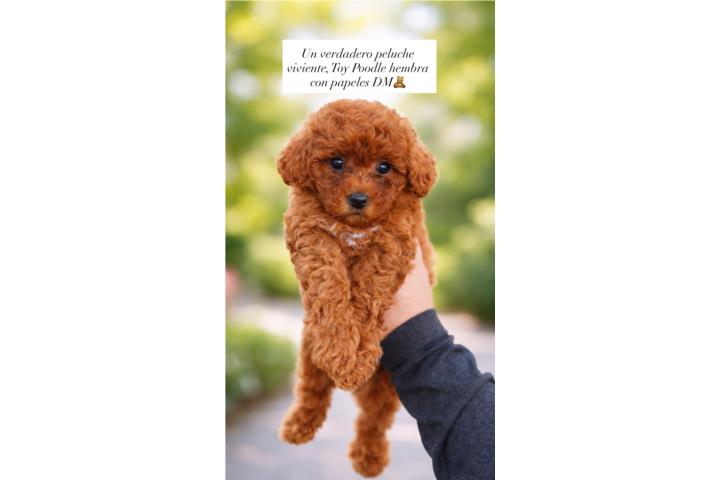 Toy Poodle Red Nena con papeles  Puerto Rico