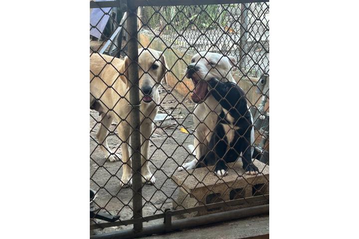 Cachorros 2 meses. Golden y Pitbull  Puerto Rico