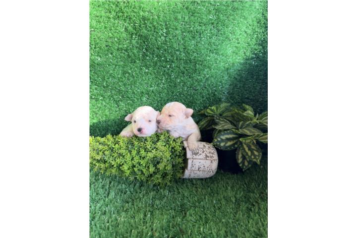 Toy Poodle Macho Puerto Rico