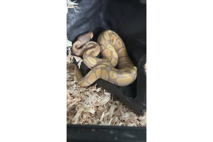 Ball python banana juvenil  Puerto Rico
