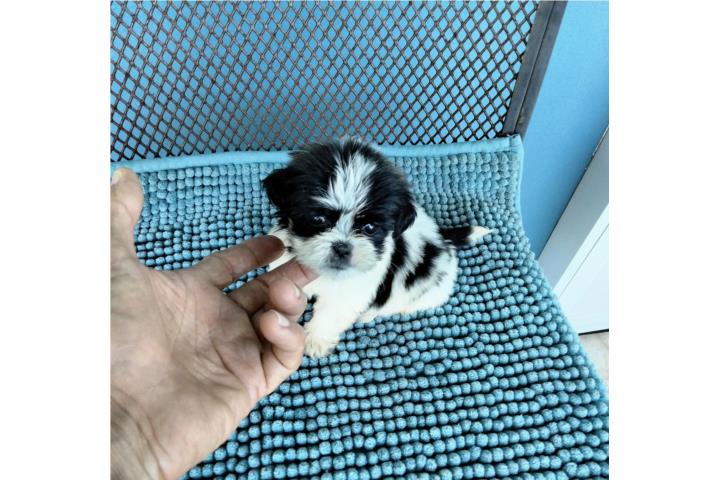BELLA SHITZU HEMBRA PEQUEÑITA-PAPELES-VACUNAS Puerto Rico