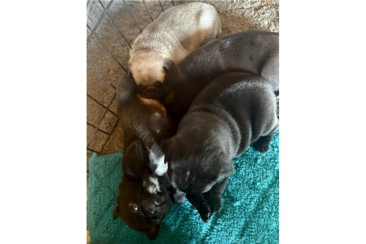 Pug machos color negro Puerto Rico