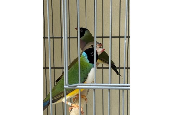 Pareja de gouldia y hembra joven  Puerto Rico