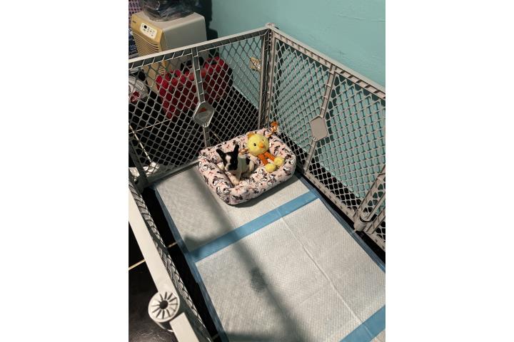 Sv Bulldog French  Puerto Rico