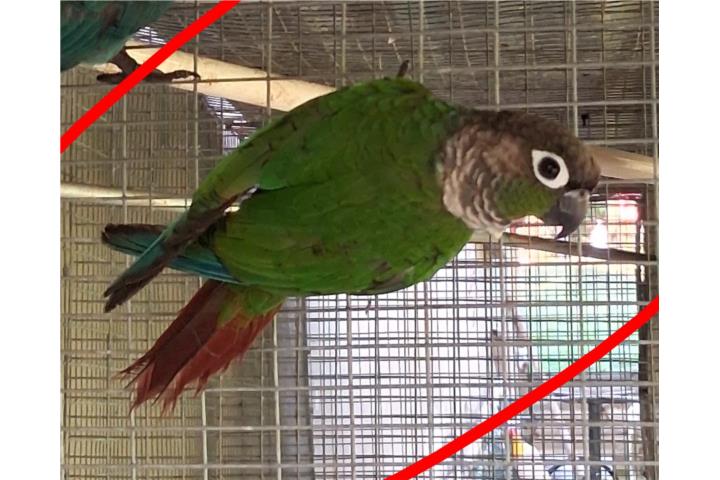 Venta de green cheek hembra  Puerto Rico