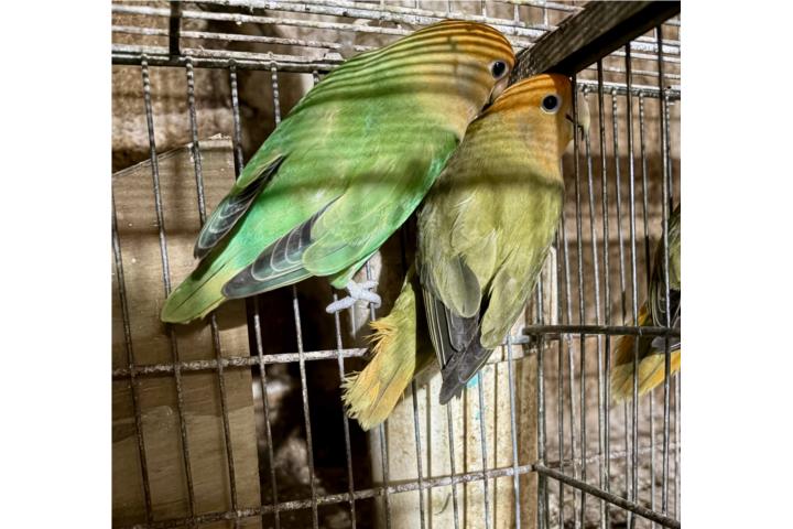 Pareja de opalinos  Puerto Rico