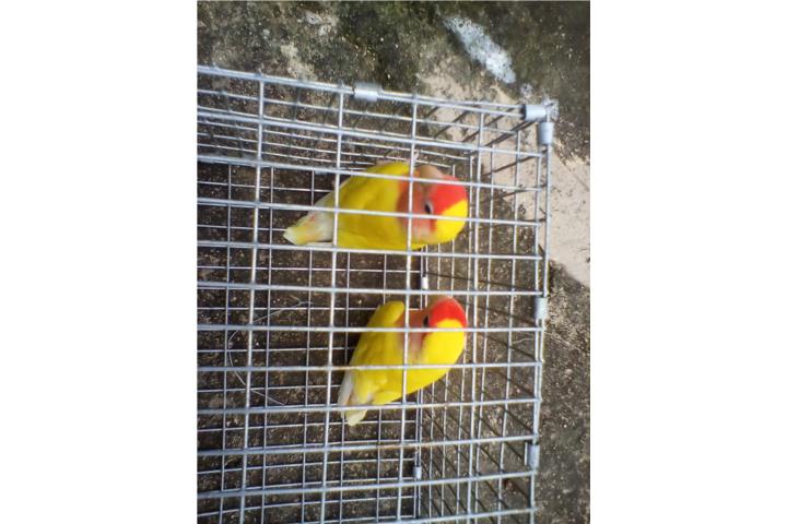 PAREJA DE LOVEBIRDS ROSEICOLLIS LUTINOS Puerto Rico