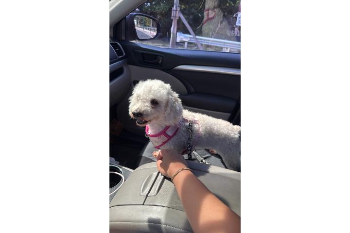 Se vende Puerto Rico