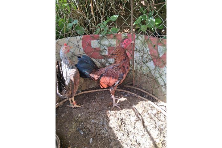 Lote de gallos, pollos