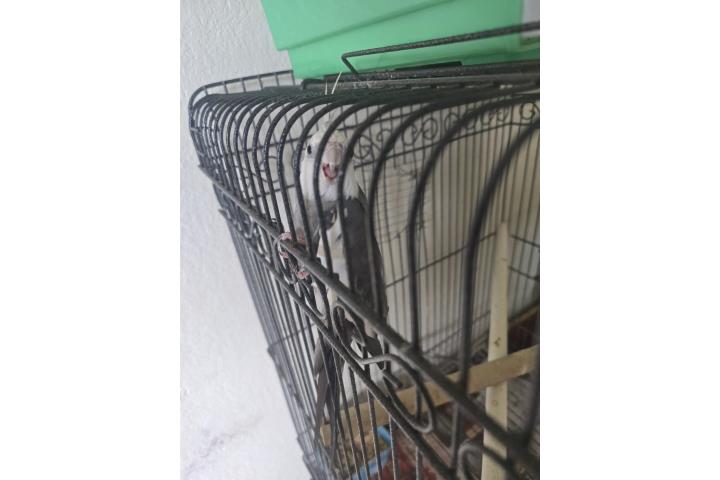Se vende cockatiel macho  Puerto Rico