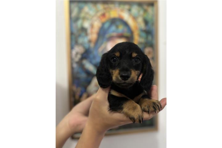 Mini dachshund  Puerto Rico