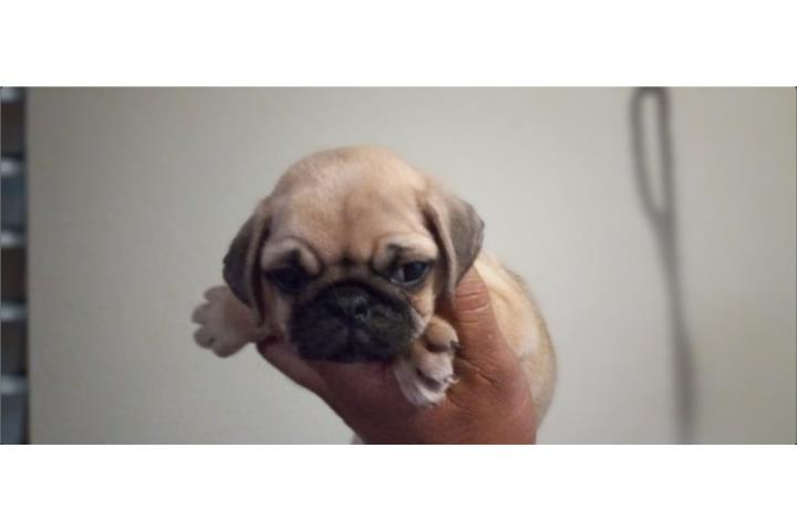 Pug Puerto Rico