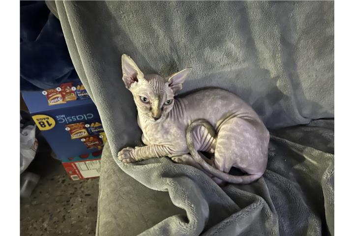 Sphynx Puerto Rico
