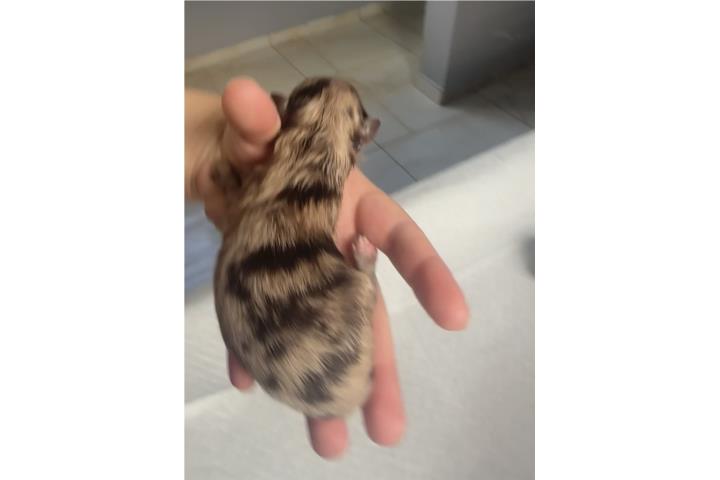 Pomeranian macho chocolate merle Puerto Rico