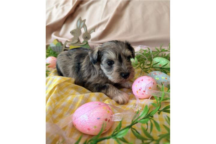 Mini Schnauzer  Puerto Rico