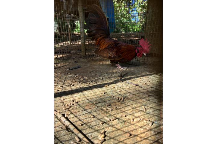 Kiriki cortito  Puerto Rico