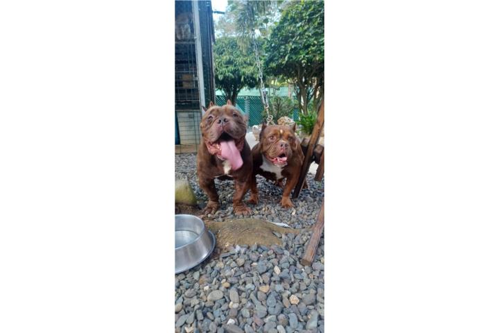 Venta precioso perro ?? Bully chocolate UKC  Puerto Rico