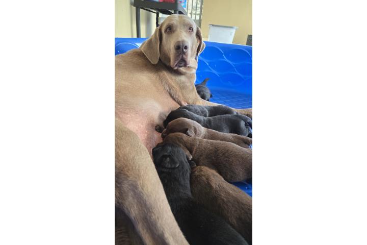 Labradores Puerto Rico