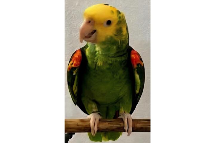 DOBLE YELLOW AMAZON MASCOTA O REPRODUCTOR Puerto Rico