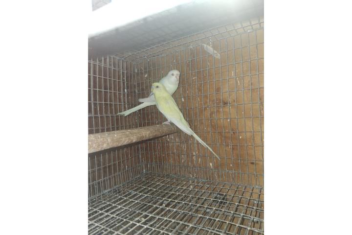 Pareja de periquito hembra blanca ojo roji Puerto Rico