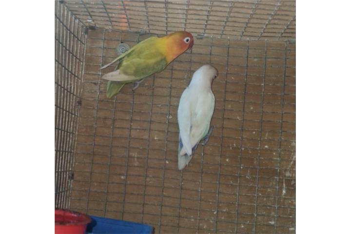 Pareja de lovebird ready Puerto Rico