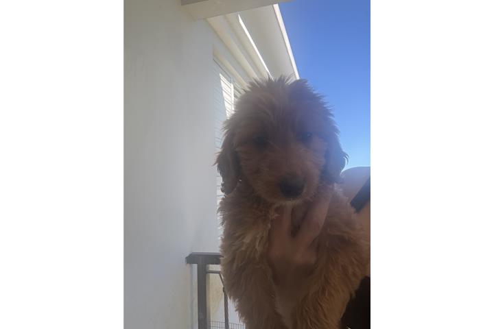 Hermoso Golden Doodle nene Puerto Rico