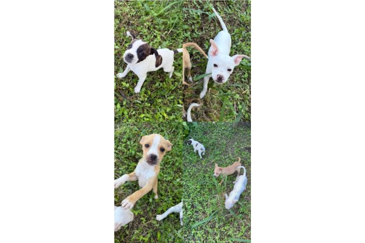 Perritos para adopción  Puerto Rico