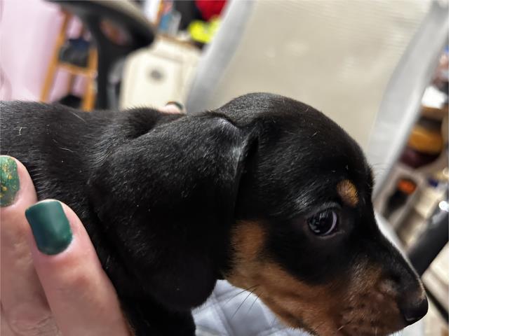 Salchicha Mini Pelo Corto Puerto Rico