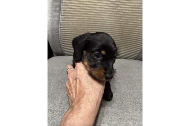 Salchicha Mini Wire Hair Hembra Puerto Rico