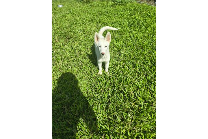 Siberian husky  Puerto Rico