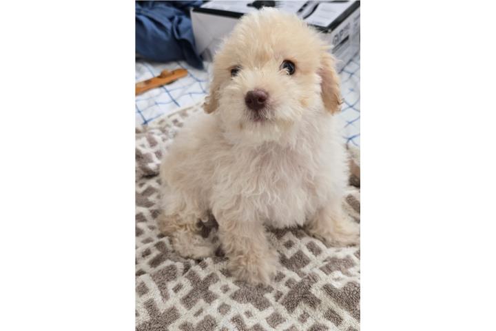 Último machito disponible toy poodle  Puerto Rico