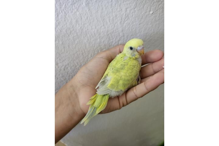 Periquito bebé criar a mano Puerto Rico