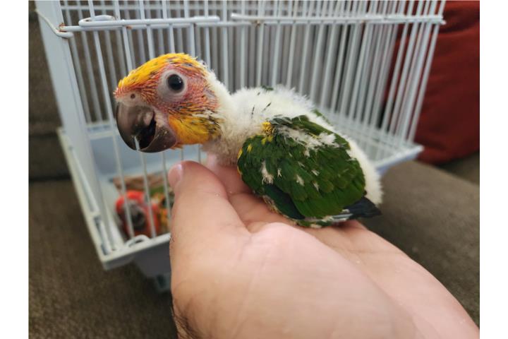 Sun Conure  Puerto Rico