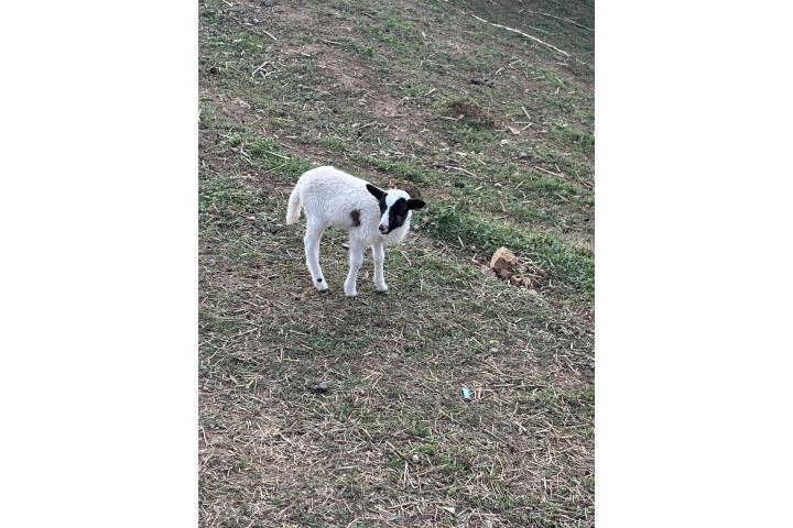 Venta de ovejita Puerto Rico