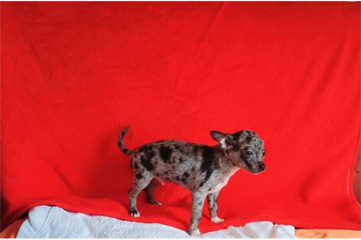 Chihuahua toy blue merle nene Puerto Rico