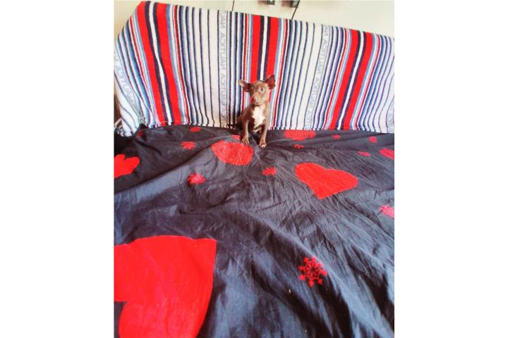 Chihuahua nene Puerto Rico