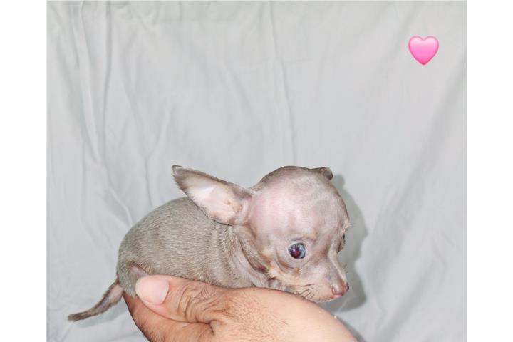 chihuahua toy nena blue Puerto Rico