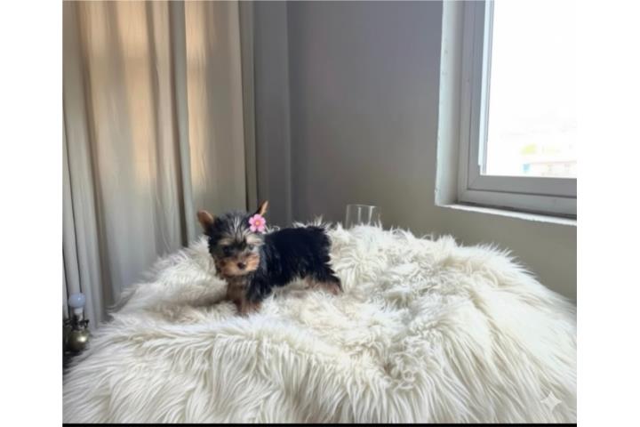 Yorkie toy nena Puerto Rico