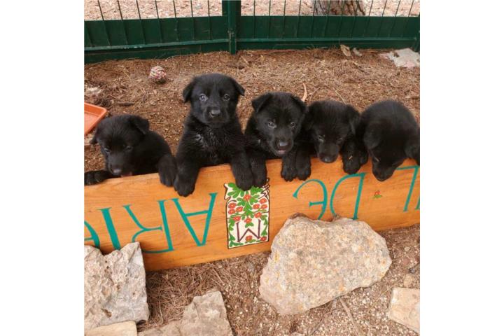 Pastores alemanes nenas y nenes Puerto Rico