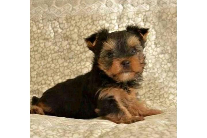 Yorkie toy nene Puerto Rico