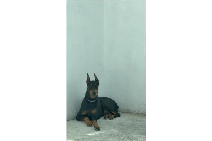 Doberman Puerto Rico