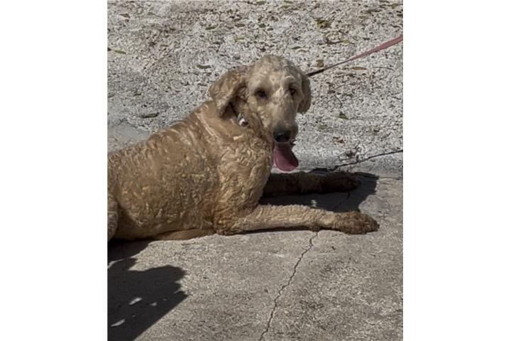 Goldendoodle hembra se cambia  Puerto Rico